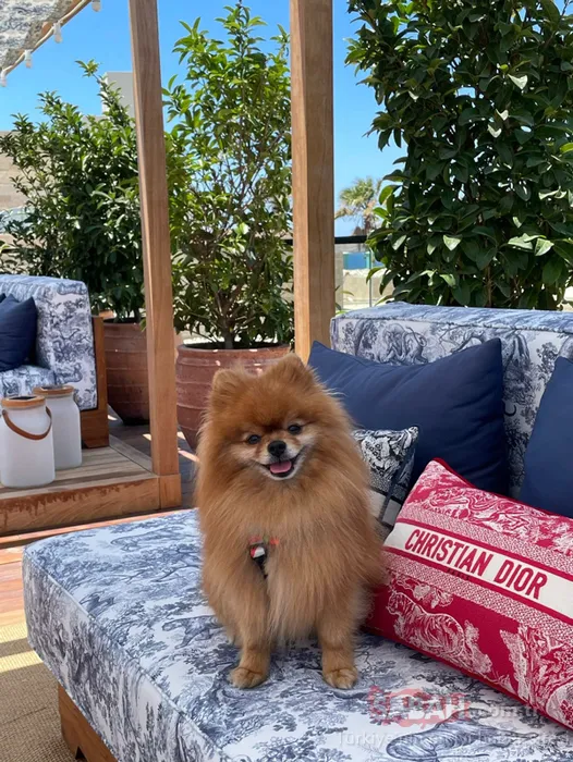 Yurt dışına çıkarken bırakmıştı! Köpek otelindeki ölüm savcılığa taşındı