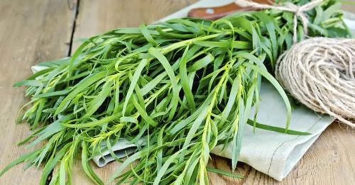 tarhun otunun faydalari nelerdir nerede yetisir saglik haberleri