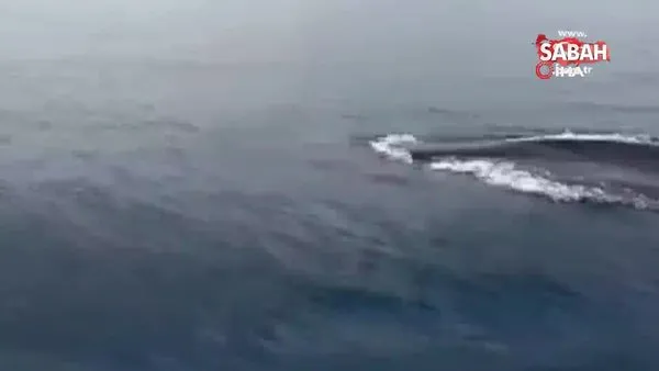 Akdeniz'de 15 metre uzunluğunda 'Oluklu Balina' görüntülendi | Video