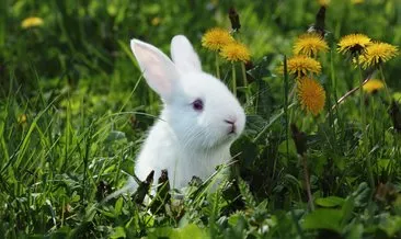 Tavşan Bakımı ve  Özellikleri - Tavşan Nasıl Bakılır ve Eğitilir, Çok Tüy Döker Mi?