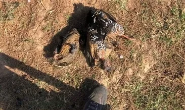 Şanlıurfa’da 3 kaçak avcı yakalandı