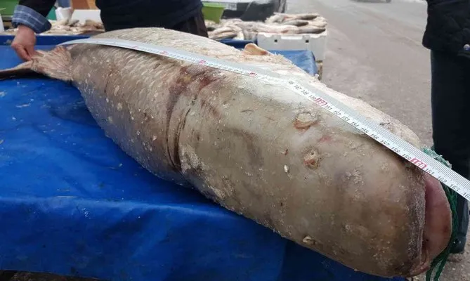 Erzincan’da yakalanan dev turna balığı görenleri şaşkına çevirdi!