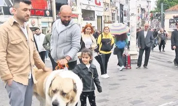 Şampiyon dev köpek Taksim’de