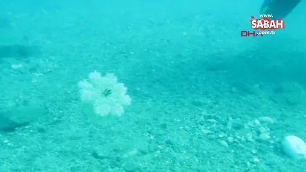 Denize girenlere elektrik gibi çarpan 'denizanası' uyarısı | Video