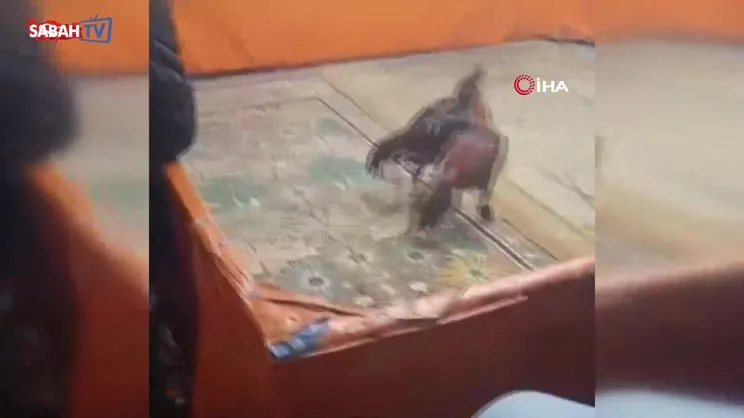 Diyarbakır'da horoz dövüşü yapılan mekana baskın: 8 gözaltı, 450 bin lira ceza | Video