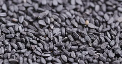 Çörek otunu böyle tüketmek faydasını onlarca kat artırıyor! Tüm vücudu temizleyen o yöntem...