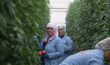 Domates ihracatçıları Rusya’ya ihracatta kotanın kaldırılmasını istiyor
