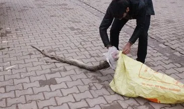 Tekirdağ’da piton yılanı ölüsü bulundu