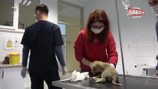 Donmaktan son anda kurtarılan kurt yavrusu tedavi edildi | Video