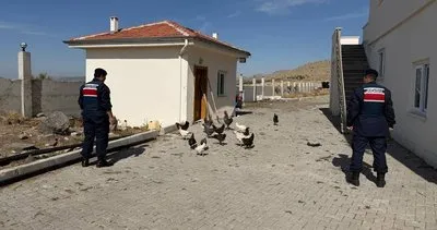 Jandarmadan hızlı operasyon: Çalınan 32 kümes hayvanı sahibine teslim edildi #nevsehir