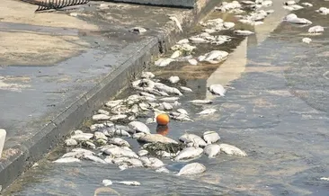 İzmir’de balık ölümleri yeniden başladı