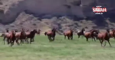 Malatya’da işletmeden kaçan yarış atları otoyola yola girdi... 3 yarış atı telef oldu!