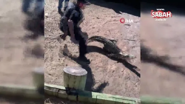 ABD’de polis timsahı elleriyle nehre götürdü | Video