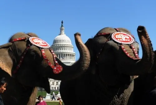 Washington’ı filler bastı