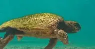 Deniz Kaplumbağaları engelli olarak da hayatlarını sürdürebiliyor