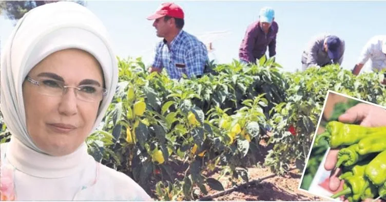 Emine Erdoğan’ın diktiği fidelerin ürünleri hasat edildi