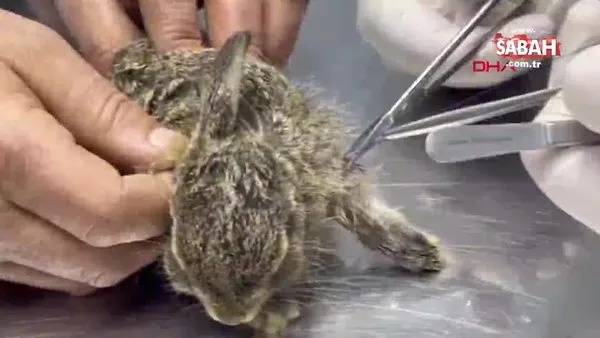 Bartın'da yaralı yavru tavşan tedaviye alındı