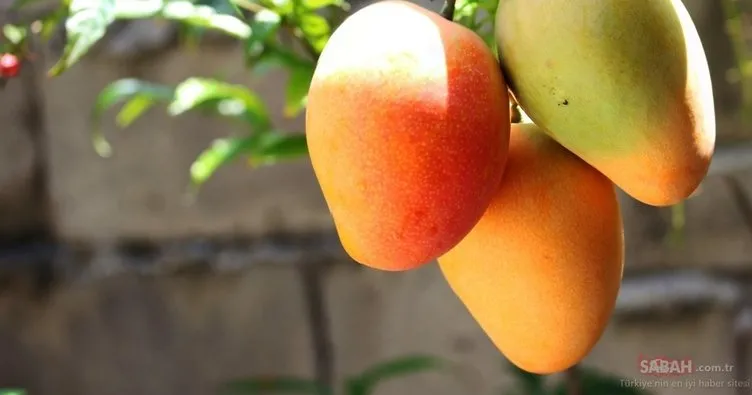Mangonun Faydaları Nelerdir? Mango Meyvesi Hangi Hastalıklara ve Neye İyi Gelir, Ne Kadar Tüketilmeli?