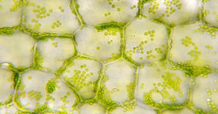Bitki ve hayvan hücresinin arasındaki farklar ve ortak özellikleri nelerdir? Hücre duvarı hayvan hücresinde bulunur mu?