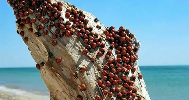Saros Korfezi Nde Ugur Bocegi Istilasi En Son Haber