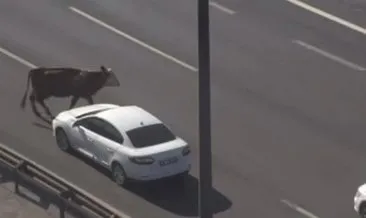 Avcılar’da otoyola giren inekler trafiği altüst etti