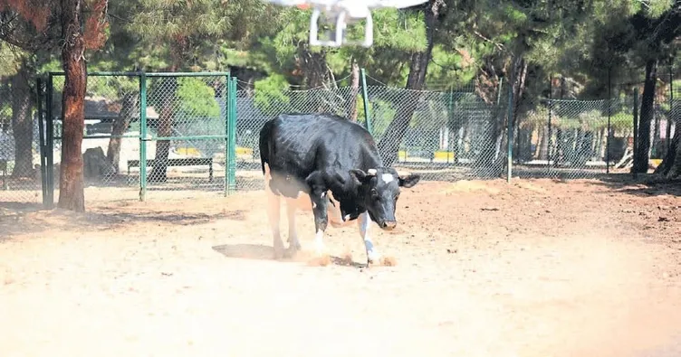 Drone destekli kurban yakalama timi