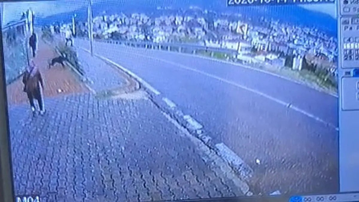 Bursa’da köpek dehşeti: Kaçmak isterken bacağını kırdı!