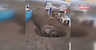 Antalya’da şezlonglar arasında yumurtlama alanı arayan kaplumbağa böyle görüntülendi