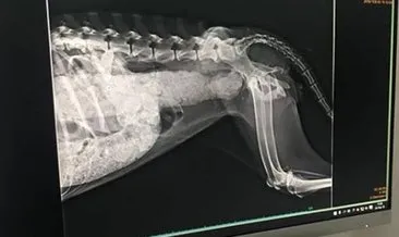 Karaköy’de köpeğin makatına silikon sıktılar