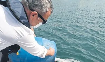 Deniz patlıcanları denize salıverildi