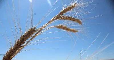 Nevşehir’de buğday hasadı yapıldı