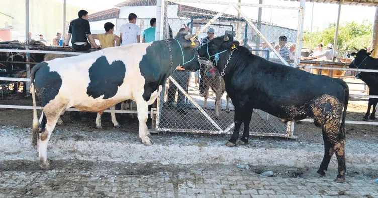 Kurbanlıkta hizmet yarışı