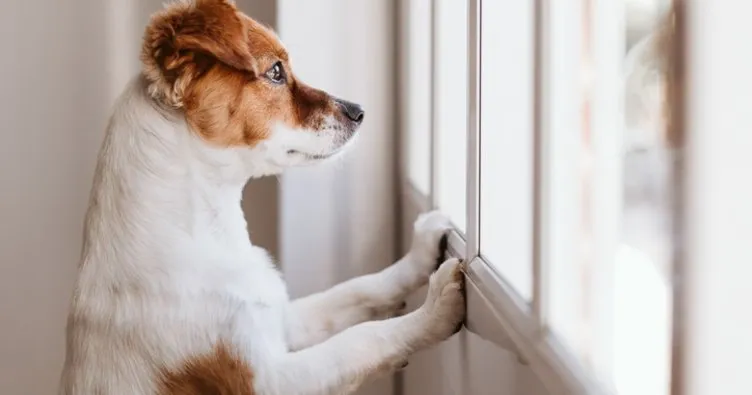 Ev köpeği cinsleri: Evde beslenecek köpek cinsleri ve özellikleri | Apartmanda hangi köpek beslenir?