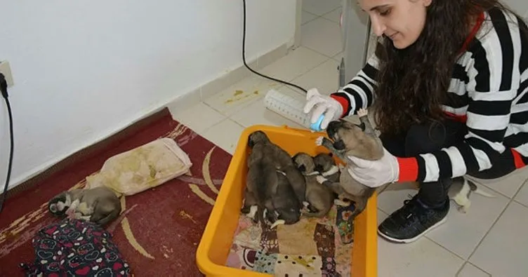 Annesiz kalan 10 yavru köpeğe bakıyor