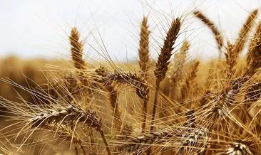 Buğday fiyatındaki yükseliş serisinin bu ay sona ermesi bekleniyor