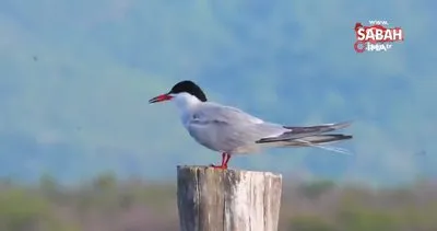 Bursa ve Balıkesir’de görüntülenen 100’e yakın kuş türü video klip oldu | Video