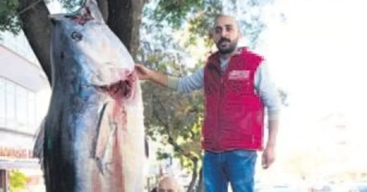 Ankaralılar 391 kiloluk orkinosa yoğun ilgi gösterdi