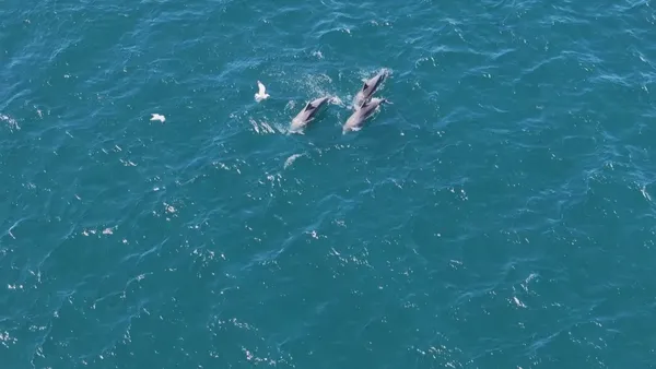 Yunuslar İstanbul Boğazı'nda