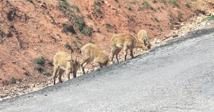 Dağ keçileri yola indi