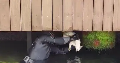 Su üstünde kedi kurtarma operasyonu