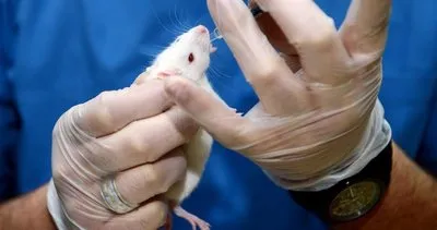 ABD’de kaçak laboratuvar baskını! 1000 Covid-19’lu fare ele geçirildi: Hastalığı yaymak için tasarlanmışlar