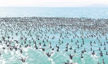 Kış ortasında su kuşu sayımı