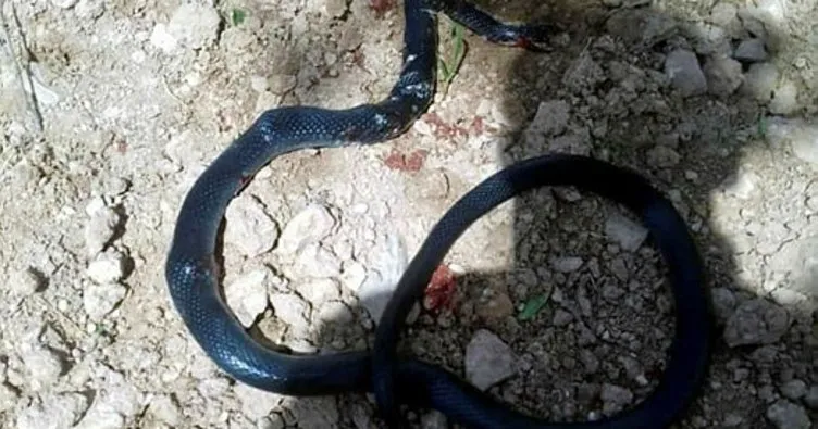 sahmeran da 2 metrelik yilan ortaya