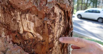 O böceğe savaş açıldı