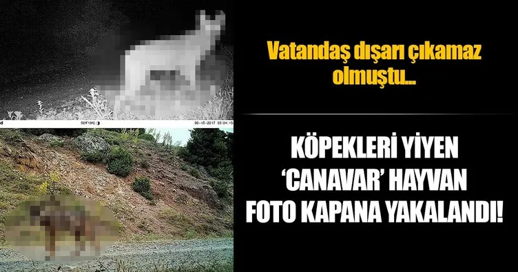 Köpekleri yiyen esrarengiz hayvan foto kapana yakalandı