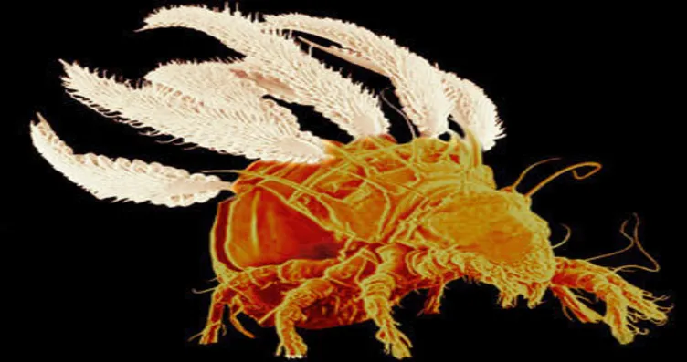 agirliklarina gore en cok yuk kaldiran canlilar galeri dunya agirliklarina gore en cok yuk kaldiran canlilar galeri dunya