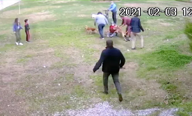 son dakika antalya daki pitbull