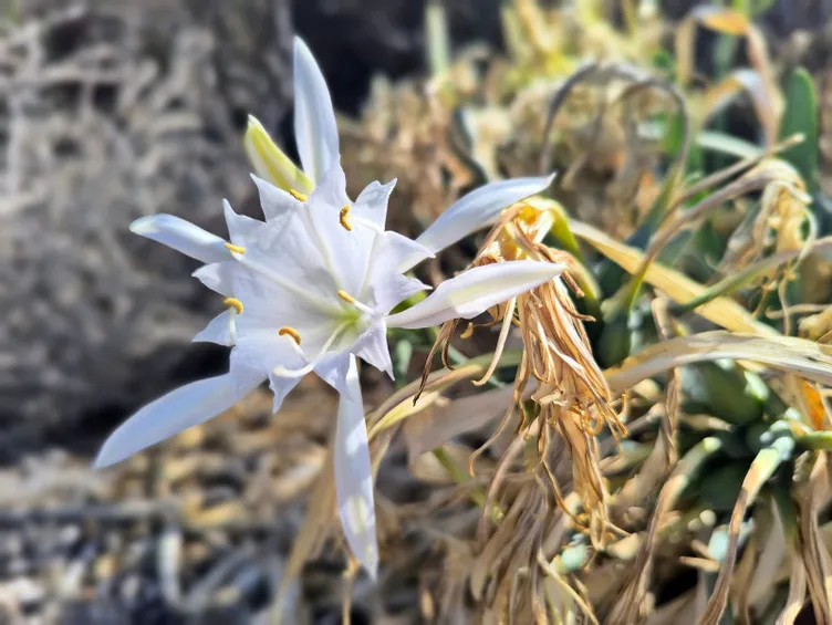 Aman dikkat: Bu çiçeği koparmanın cezası bir servete mal oluyor!