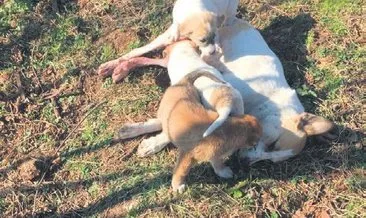 7 yavru köpeğin anne nöbeti yürek sızlattı