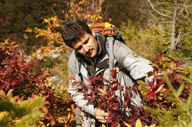 Seker Hastalarinin Dogal Ilaci Yaban Mersini Son Dakika Haberler